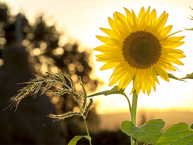 The Work of the Holy Spirit in Redemption
